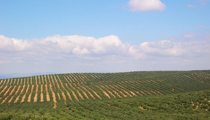 Campo de olivos