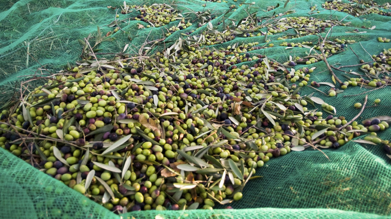Mantón de aceitunas