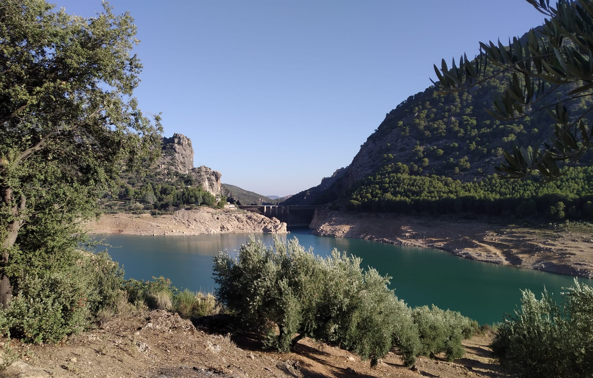 Paisajes del olivar andaluz