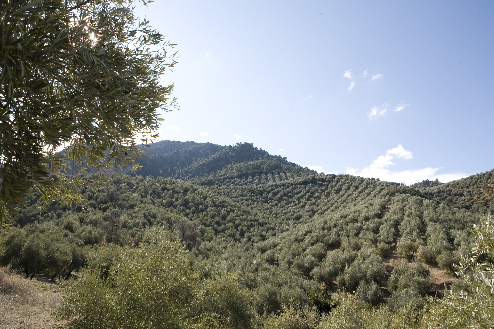 Paisajes del olivar andaluz
