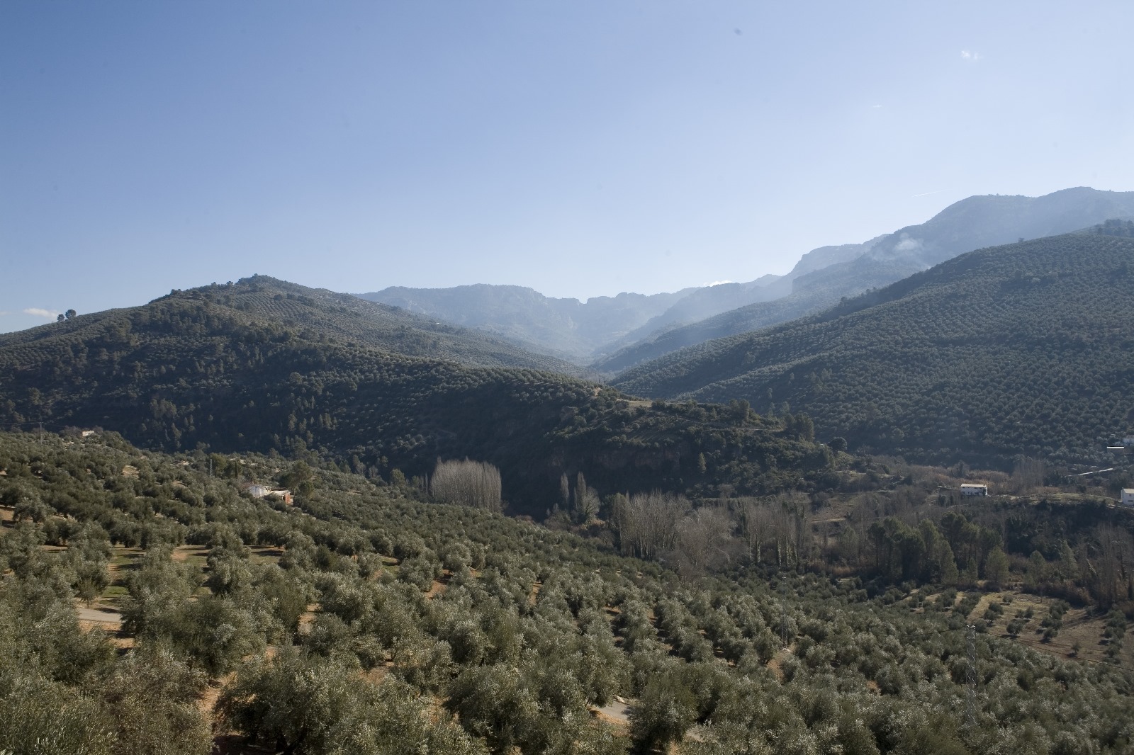 Paisajes del olivar andaluz
