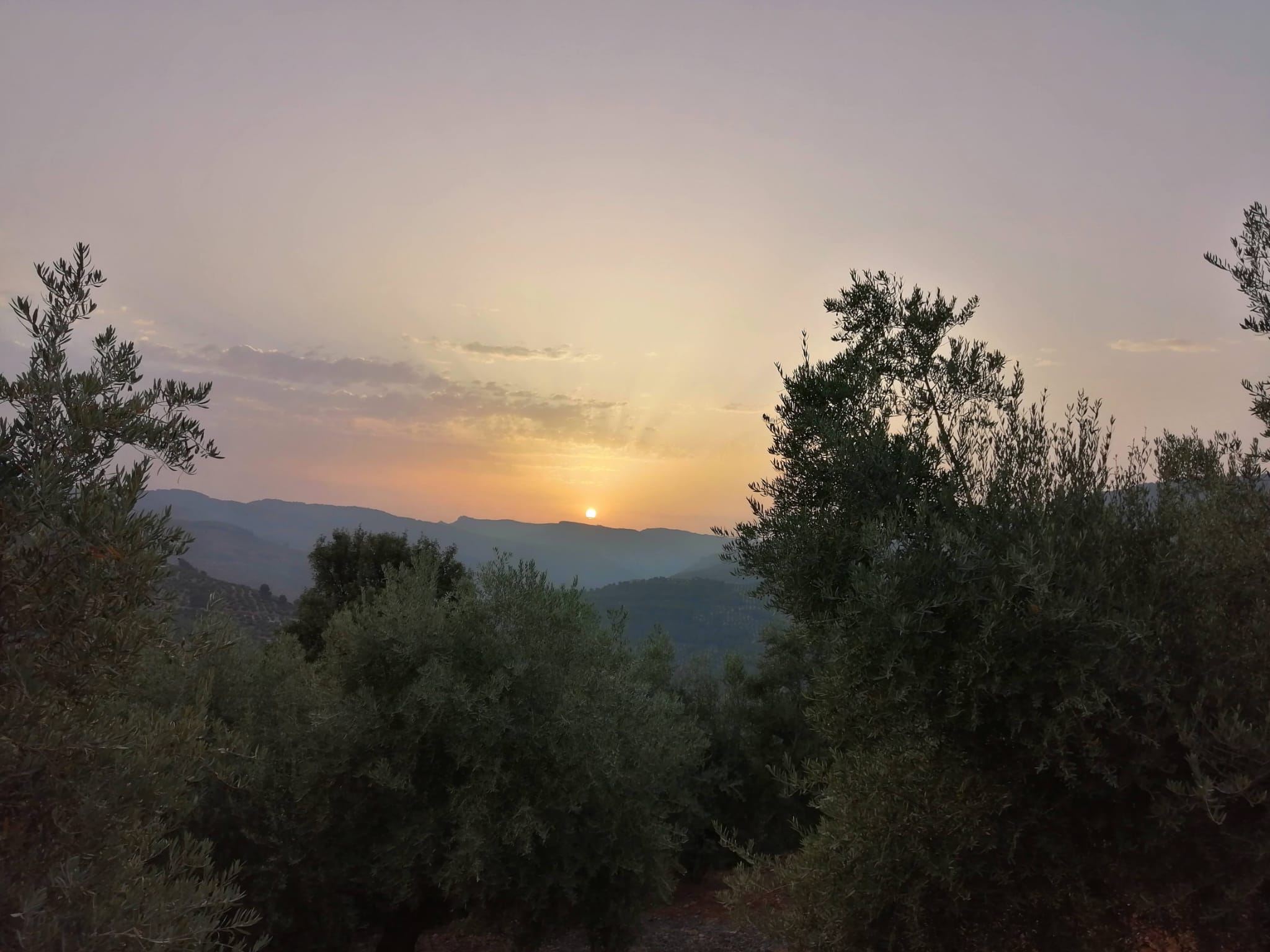 Paisajes del olivar andaluz