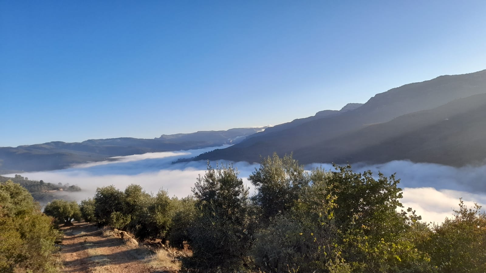 Paisajes del olivar andaluz
