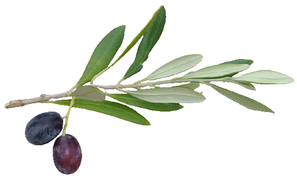 aceitunas